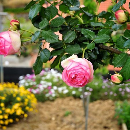 Le Rose Villa San Biagio della Cima Dış mekan fotoğraf