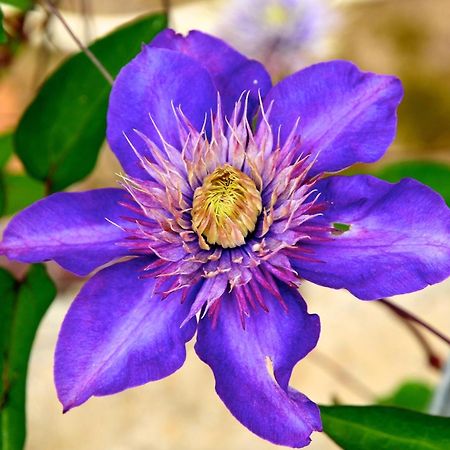 Le Rose Villa San Biagio della Cima Dış mekan fotoğraf