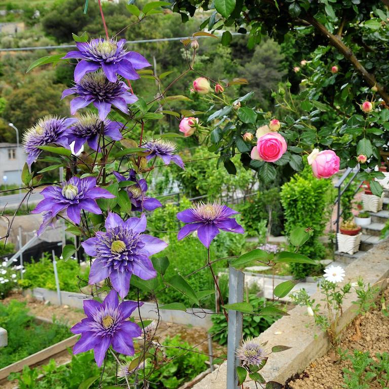 Le Rose Villa San Biagio della Cima Dış mekan fotoğraf