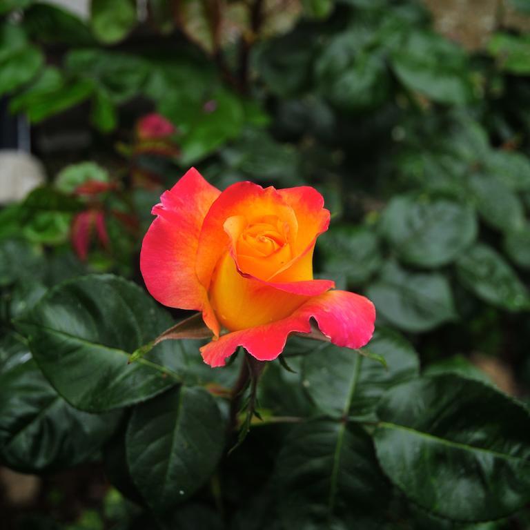Le Rose Villa San Biagio della Cima Dış mekan fotoğraf