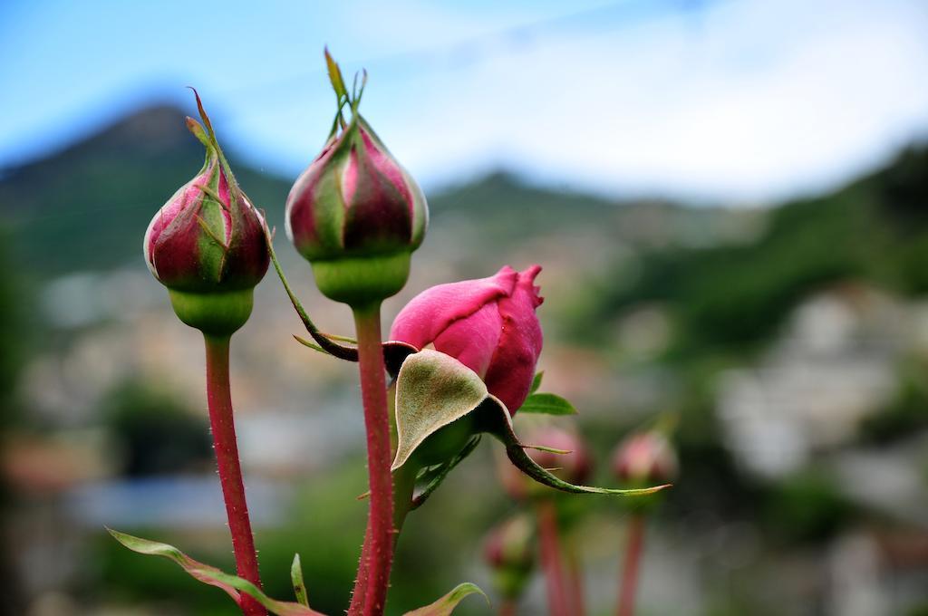 Le Rose Villa San Biagio della Cima Dış mekan fotoğraf