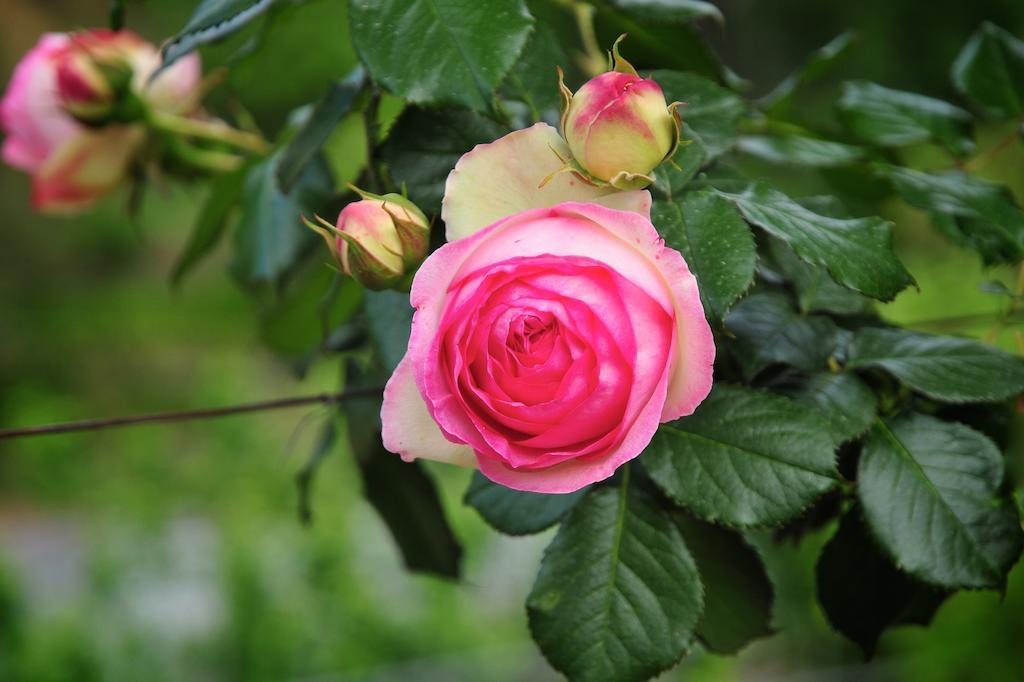 Le Rose Villa San Biagio della Cima Dış mekan fotoğraf