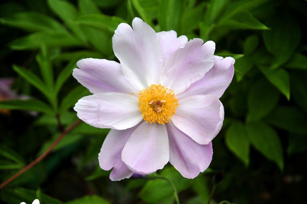Le Rose Villa San Biagio della Cima Dış mekan fotoğraf
