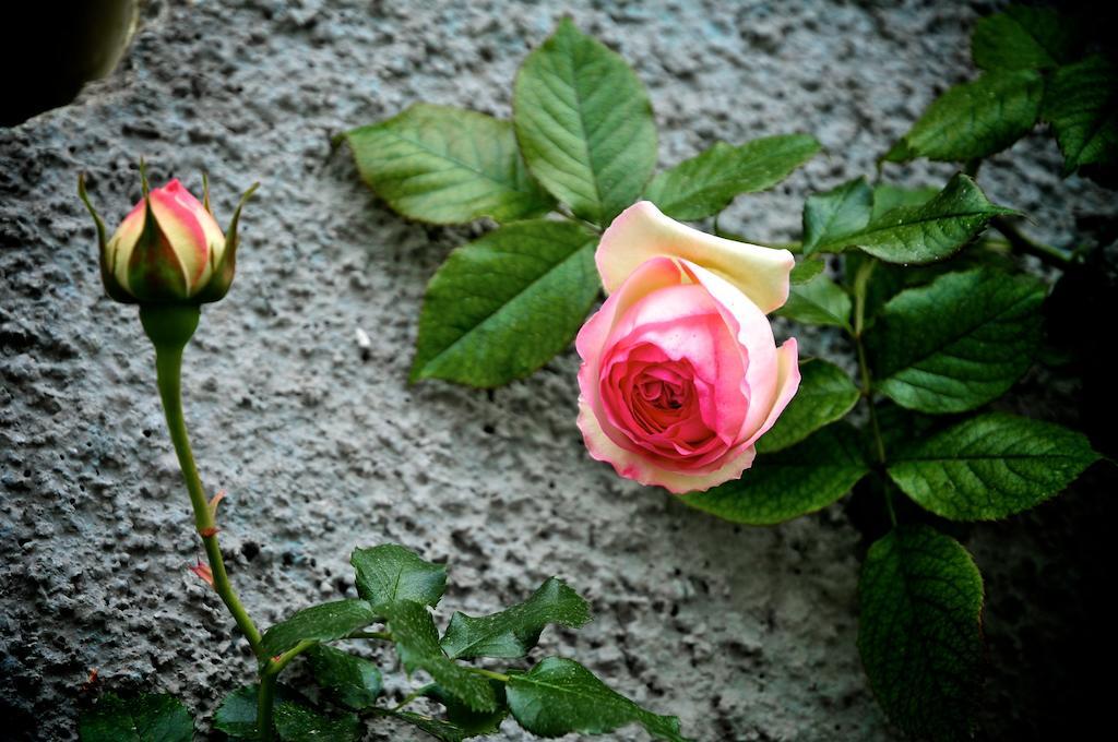 Le Rose Villa San Biagio della Cima Dış mekan fotoğraf