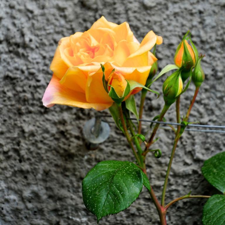 Le Rose Villa San Biagio della Cima Dış mekan fotoğraf