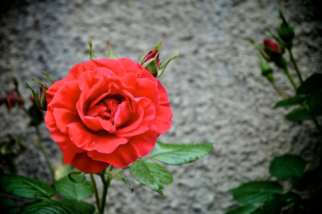 Le Rose Villa San Biagio della Cima Dış mekan fotoğraf