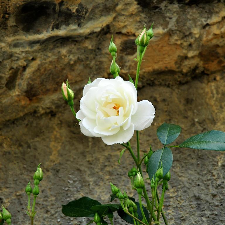 Le Rose Villa San Biagio della Cima Dış mekan fotoğraf