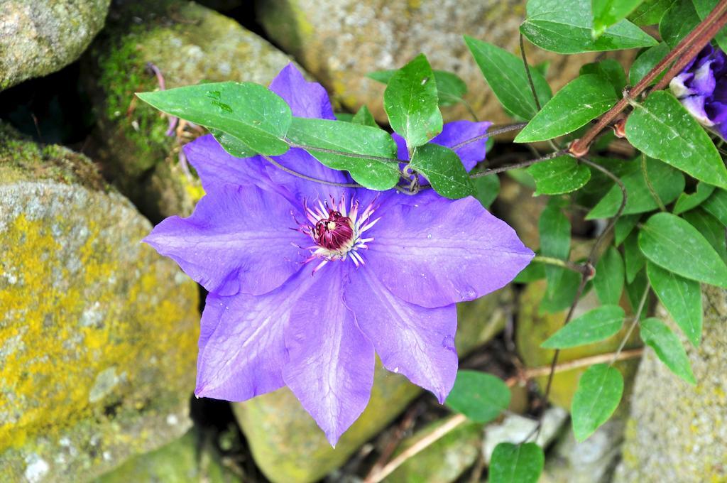 Le Rose Villa San Biagio della Cima Dış mekan fotoğraf