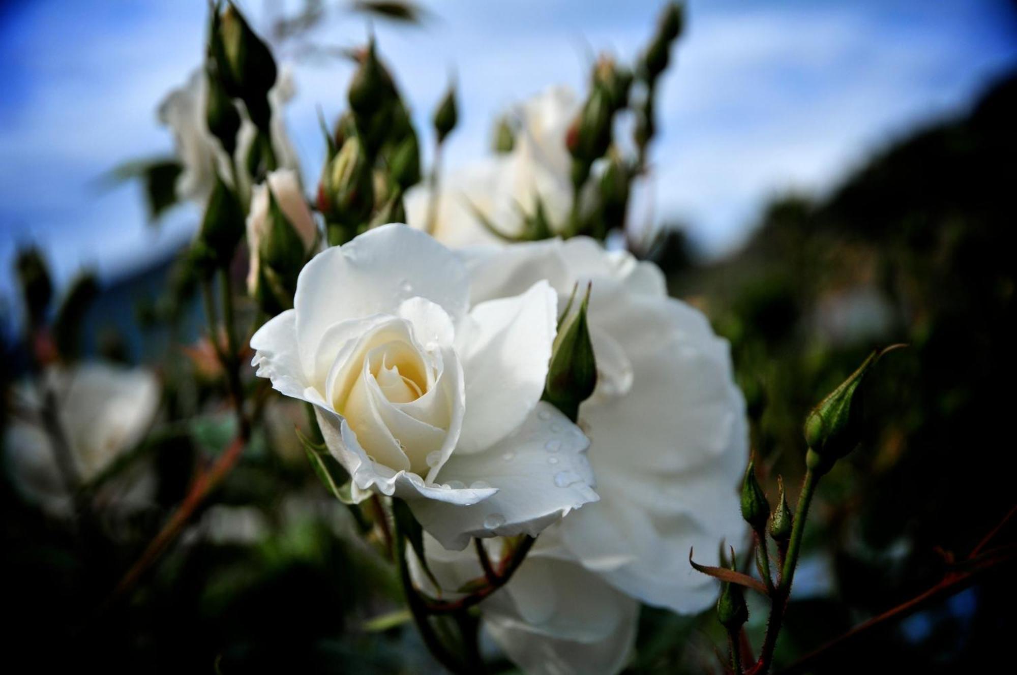 Le Rose Villa San Biagio della Cima Dış mekan fotoğraf