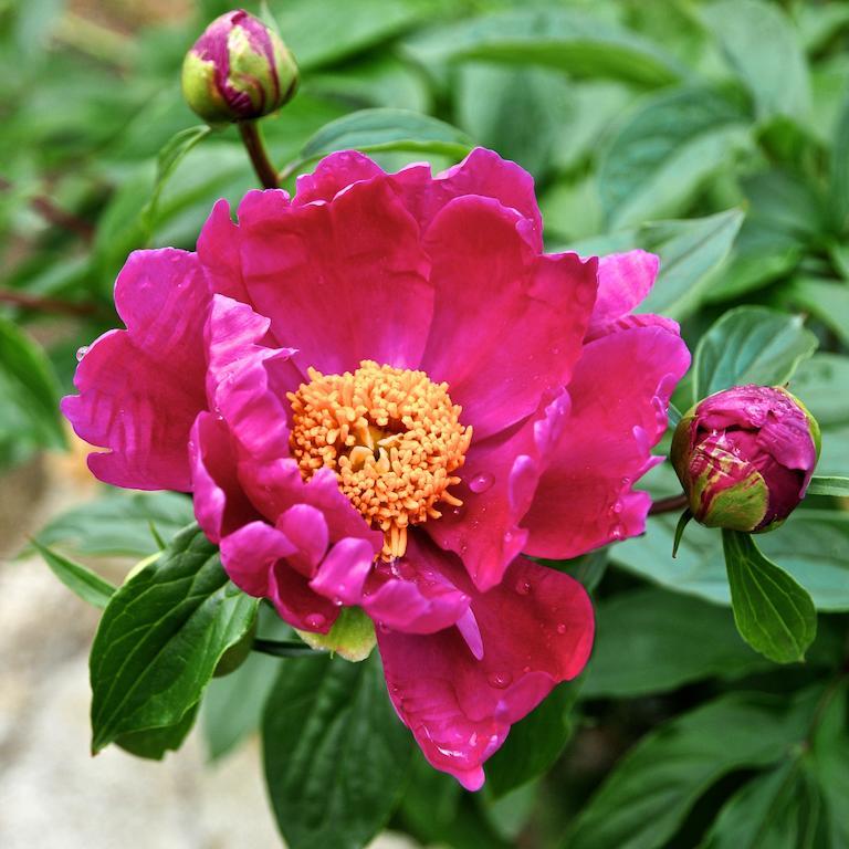 Le Rose Villa San Biagio della Cima Dış mekan fotoğraf
